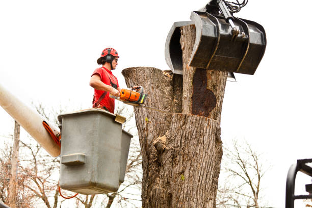 Ogallala, NE Tree Removal Services Company